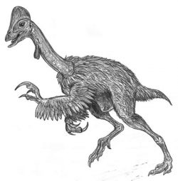 chirostenotes