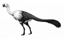 citipati