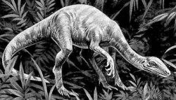 coelurus