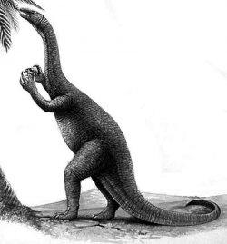 coloradisaurus