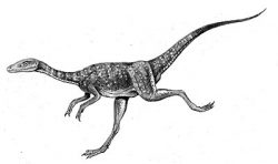compsognathus