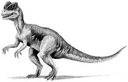 dilopho