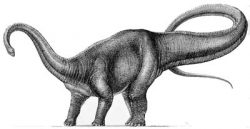 diplo