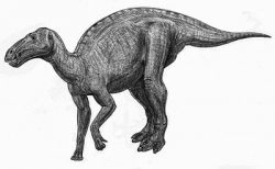 eolambia
