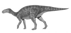 equijubus