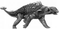 euoplo