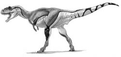 gorgosaurus