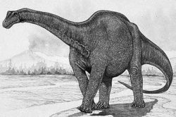 haplocanthosaurus