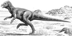 homalocephale