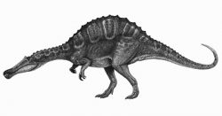 irritator