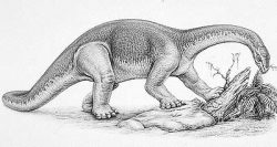 kotasaurus