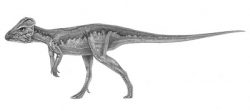 liaoceratops