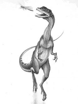 liliensternus