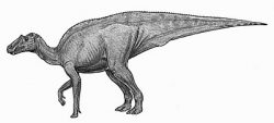 lophorhothon
