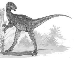 lycorhinus