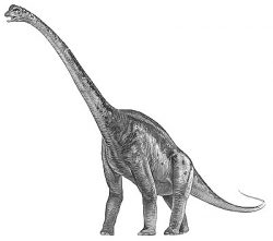 malawisaurus