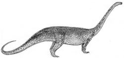 massospon