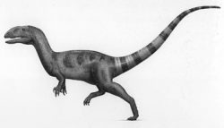 neovenator