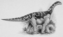 opisthocoelicaudia