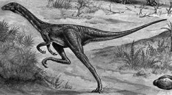 ornithom