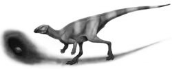 oryctodromeus