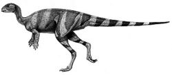 othnielia
