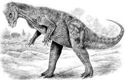 pachyceph