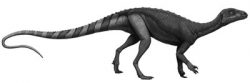 pantydraco