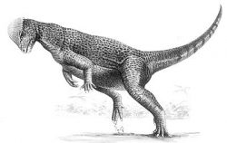 prenocephale