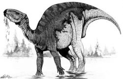 probactrosaurus