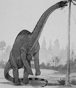 rhoetosaurus