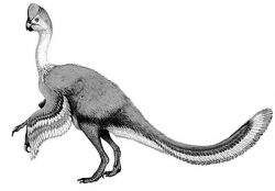 rinchenia