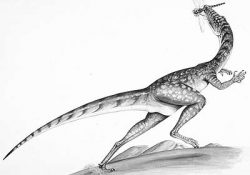 saltopus