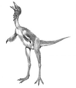 shuvuuia