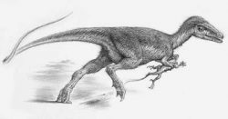 sinosauropteryx