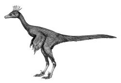 sinvenator