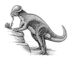 stegoceras