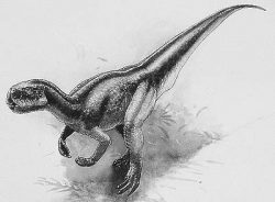 stenopelix