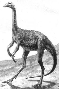 struthio