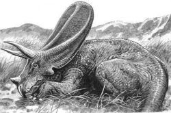 toro