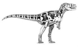 torvo