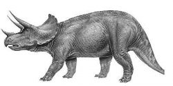 triceratops