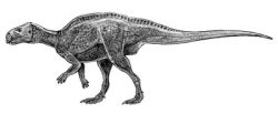 zalmoxes